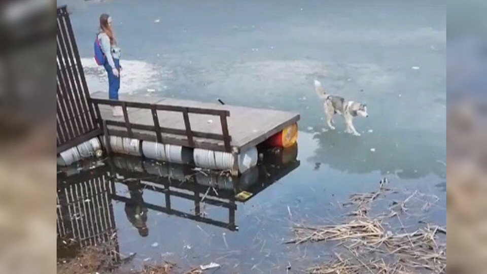 Провалилась под лед и скулила: дети спасли собаку в Брагино