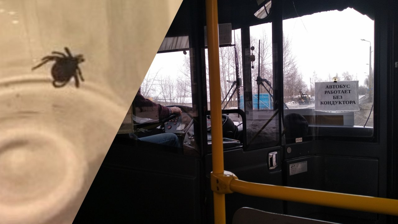 Кровососы в автобусах: ярославну укусил зараженный клещ