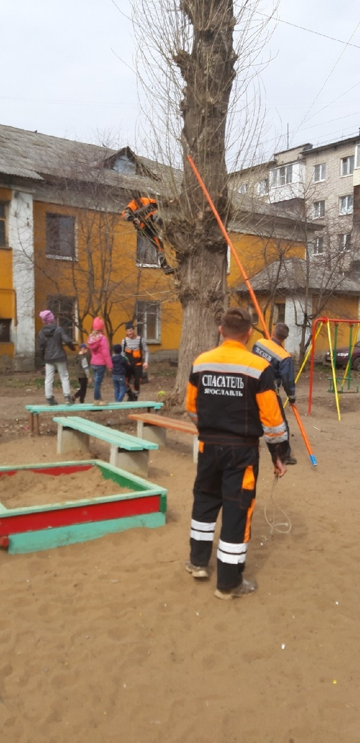 "Думали, что это котенок": спасатели полезли на дерево, чтобы помочь малышам в Ярославле