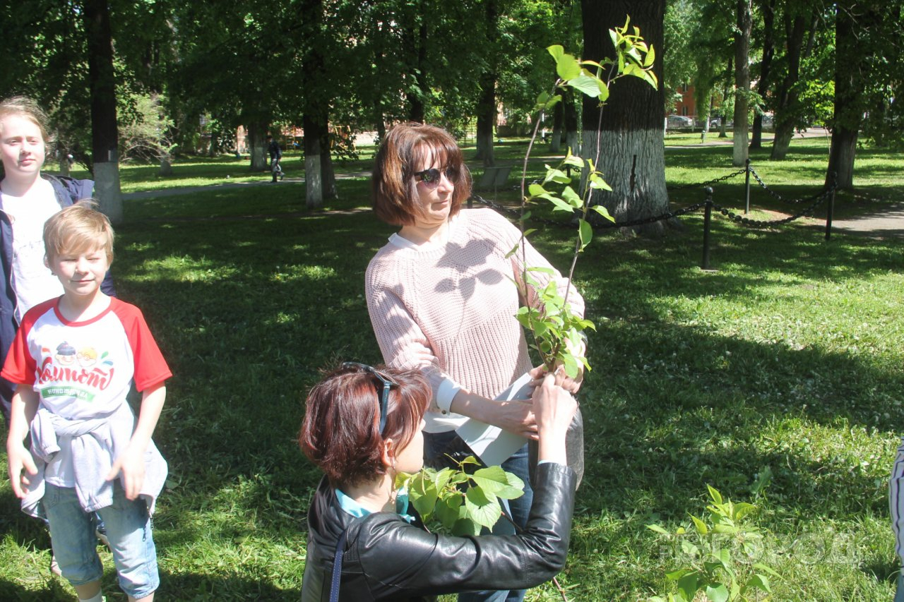 Ярославцам бесплатно раздадут саженцы лип, елок и берез