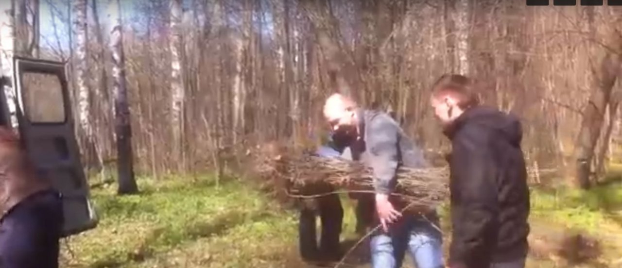 "Украсть и раздать?": депутат сообщил о задержании эко активистки из Ярославля по подозрению в хищении деревьев