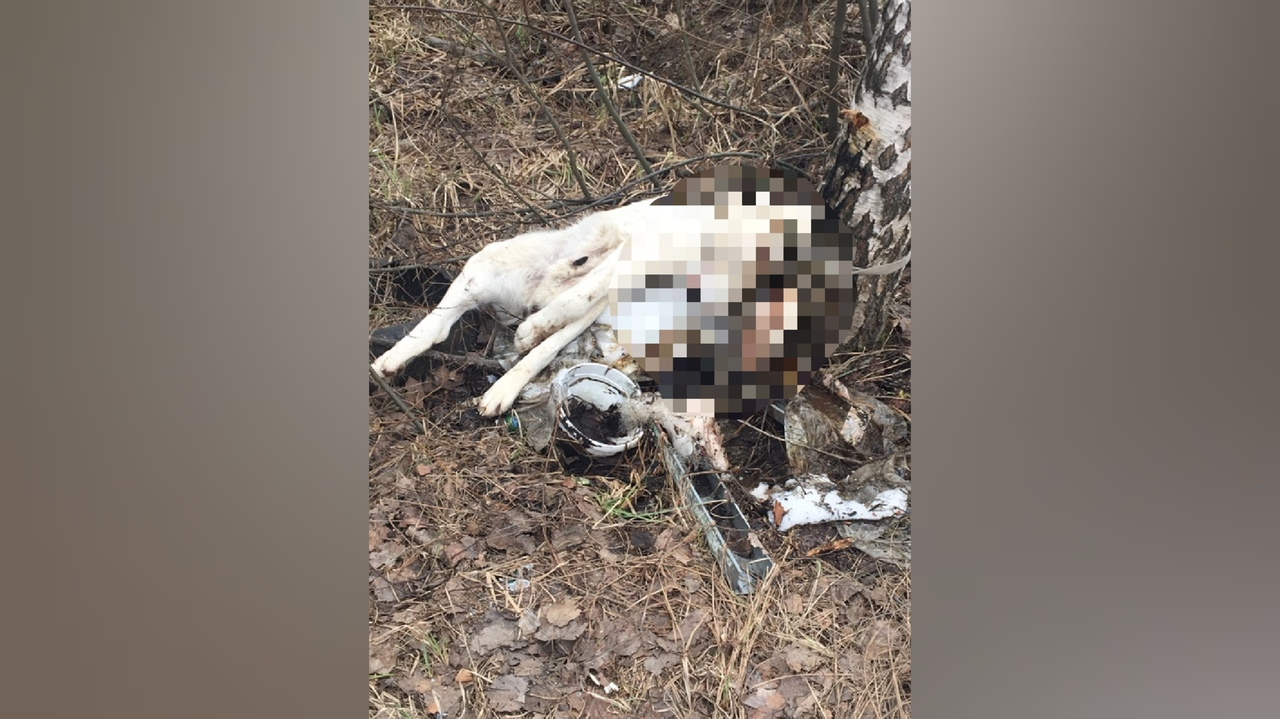 Ободрал лапы в кровь: в Ярославле погиб привязанный к дереву пес