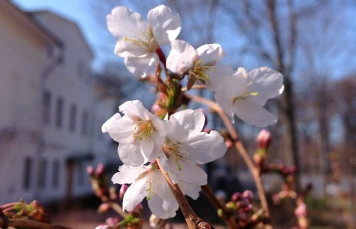 Японская сакура зацвела в Ярославле: где бесплатно увидеть нежно-розовые цветы