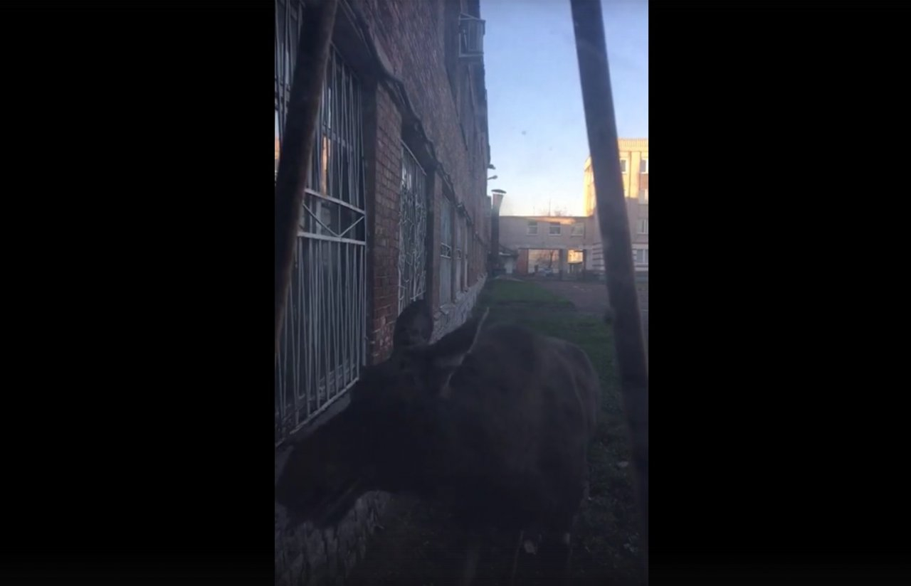 "Попал в западню": напуганный лось бегает по дворам в Ярославле