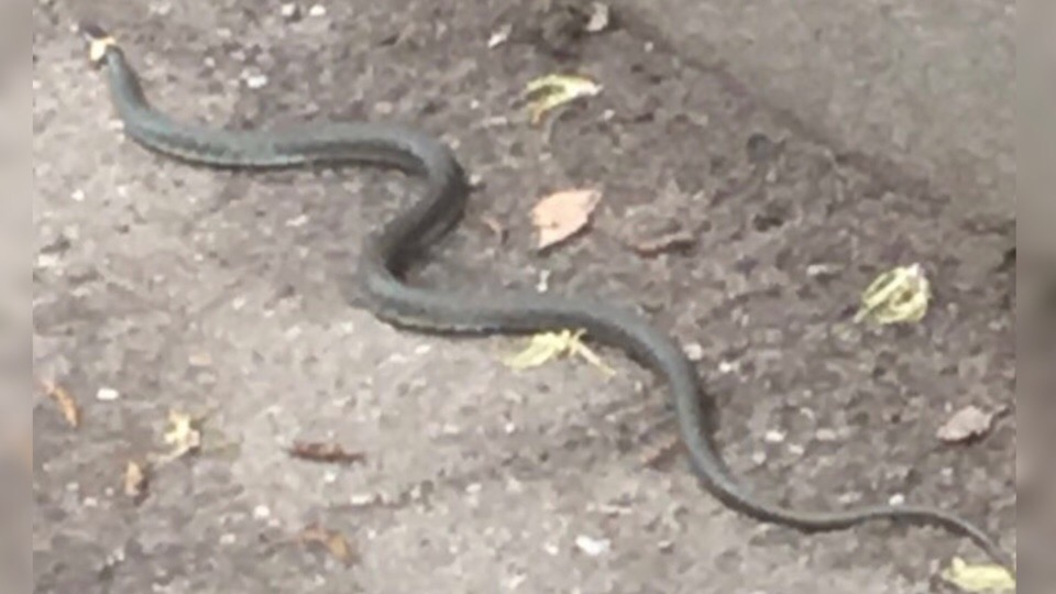 Извивалась под ногами: змею нашли на тротуаре в центре Ярославля