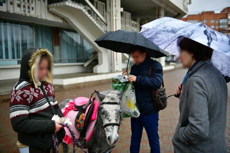 Покажите паспорт: ярославские чиновники проверили лошадей и пони
