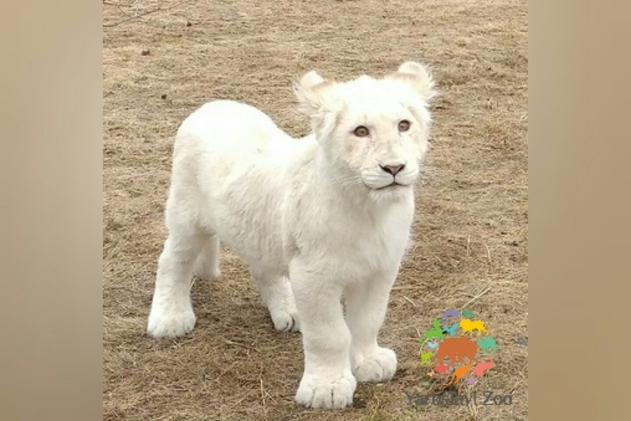Маленькая белая львица исчезла из вольера: что произошло в ярославском зоопарке