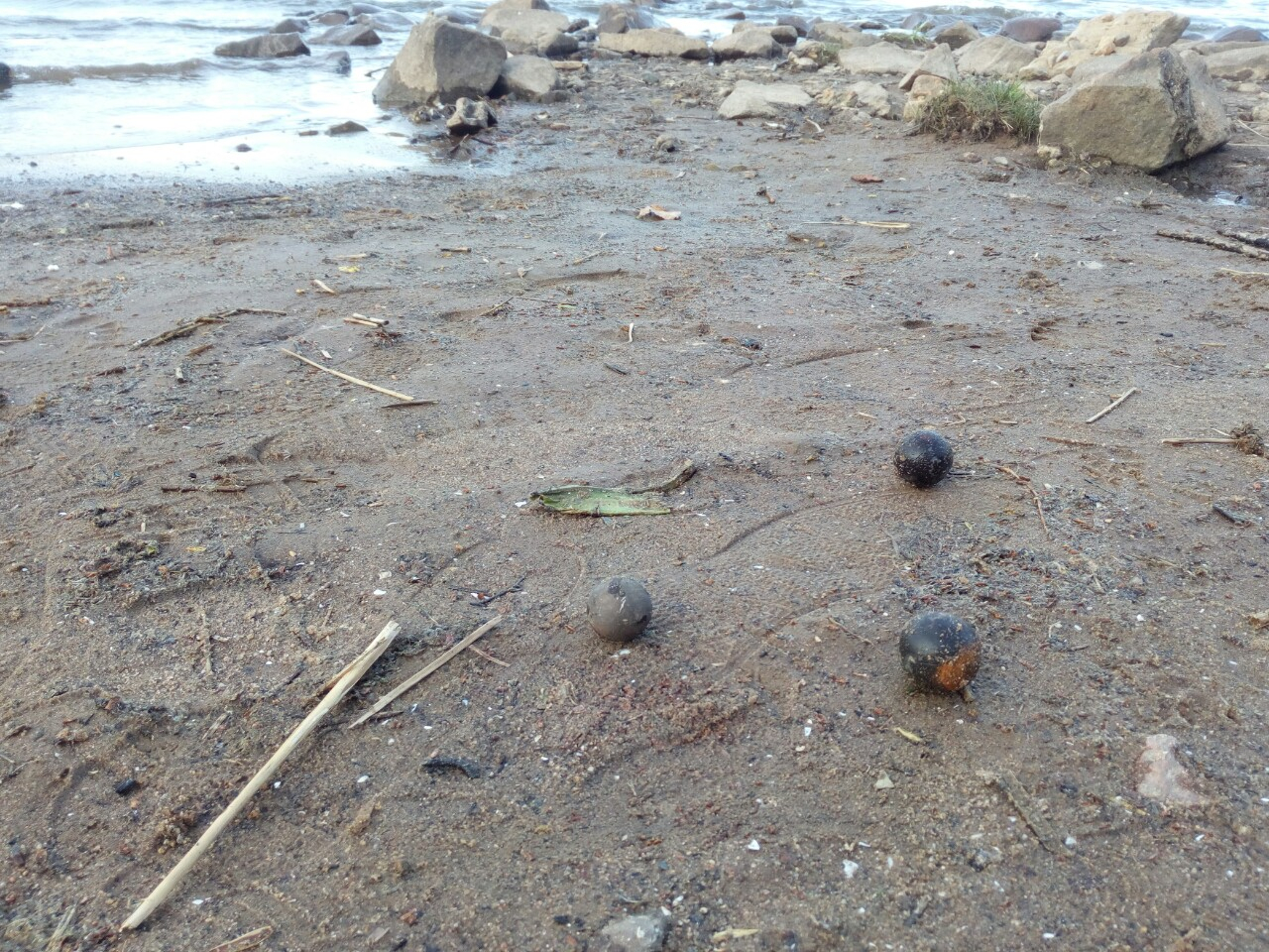 «Бомбы или чернобыльская черника»: ярославцев напугали подозрительные шары на берегу Волги