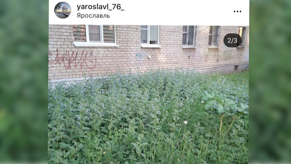 «Дети боятся ходить в сад»: ярославцы жалуются на гигантский борщевик