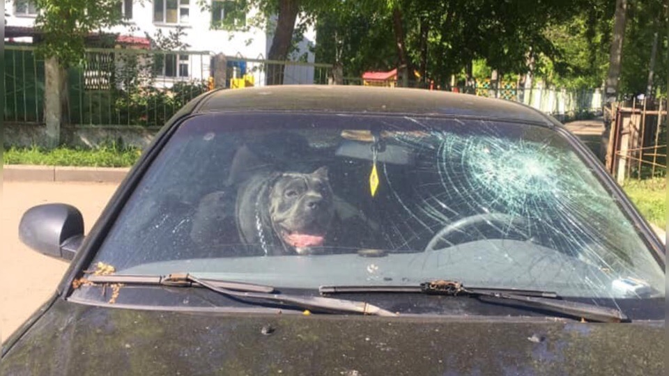 Сутки без еды и воды: хозяева бросили собаку в запертом авто в Ярославле
