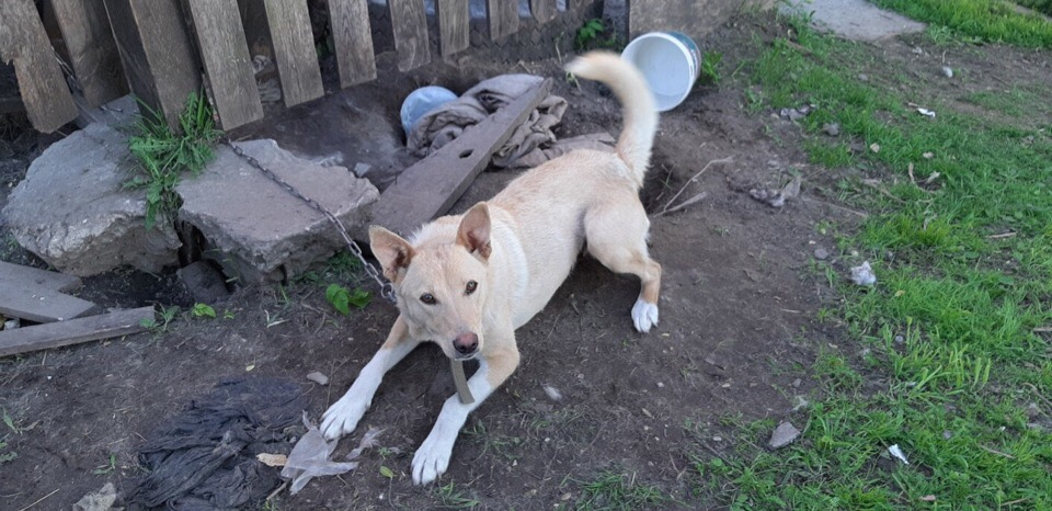 Прикована на цепь без еды и воды: хозяева бросили пса на пепелище под Ярославлем