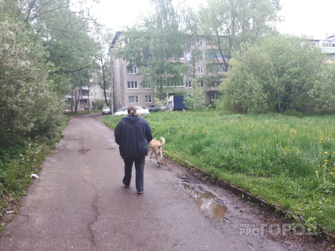 В центре мест нет: в Ярославле озвучили адреса площадок для выгула собак