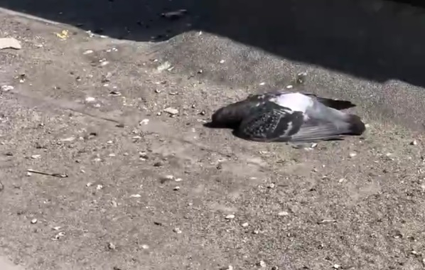 Птицы массово гибнут в городе: страшное видео из Ярославля