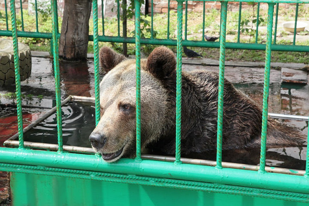 В Ярославле жара загнала медведицу в ванну: топ-5 забавных фото