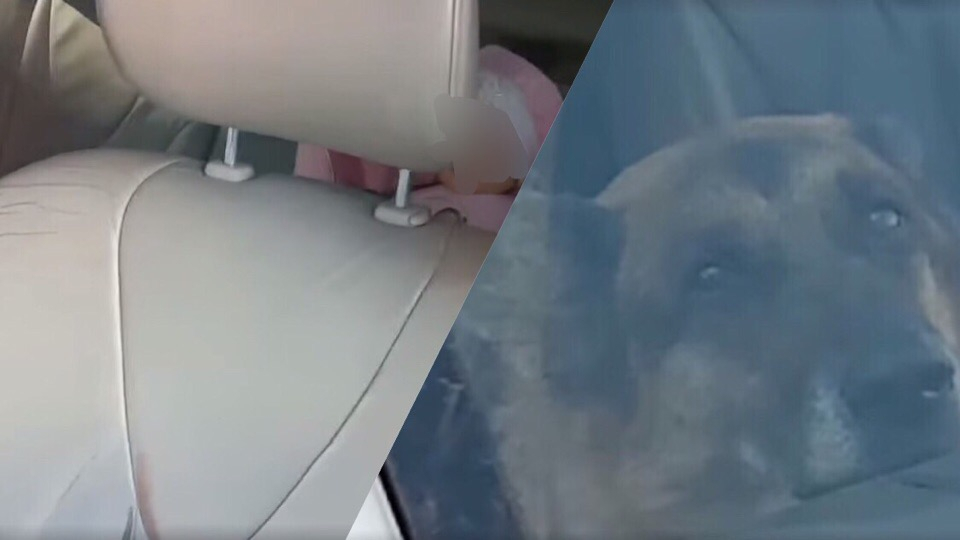 Смотрят слезящимися глазами: ярославцы оставили ребёнка и пса в авто с открытыми окнами