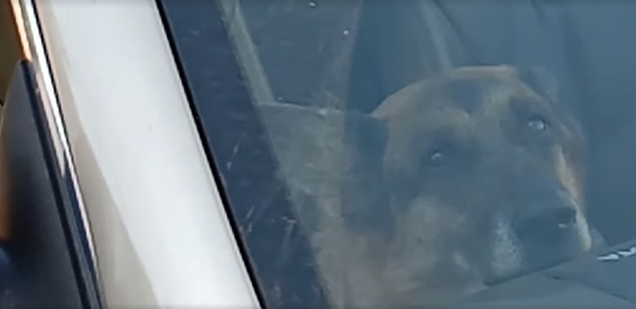 У них слезы в глазах: малыша и пса оставили запертыми в авто в Ярославле