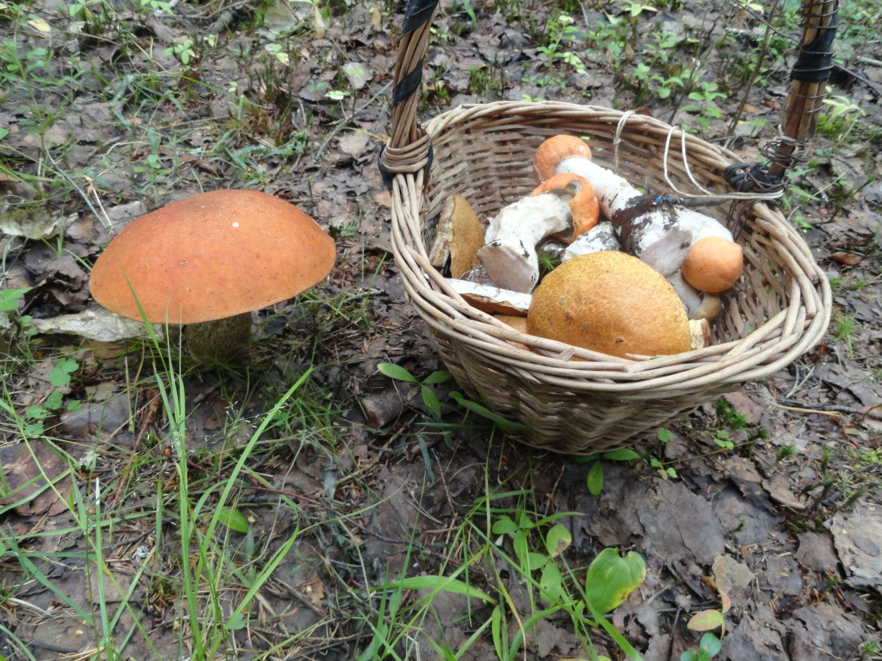 Уже пошли:  топ-5 грибных мест составили в Ярославле