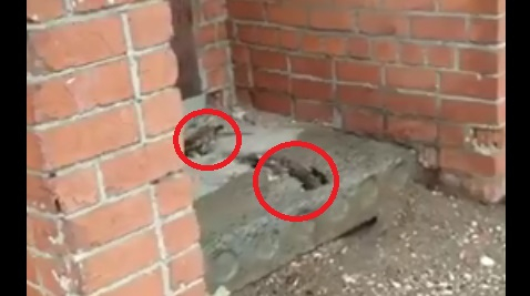 «Какие милые»: крысы шныряют около крупного ТЦ в Ярославле. Видео
