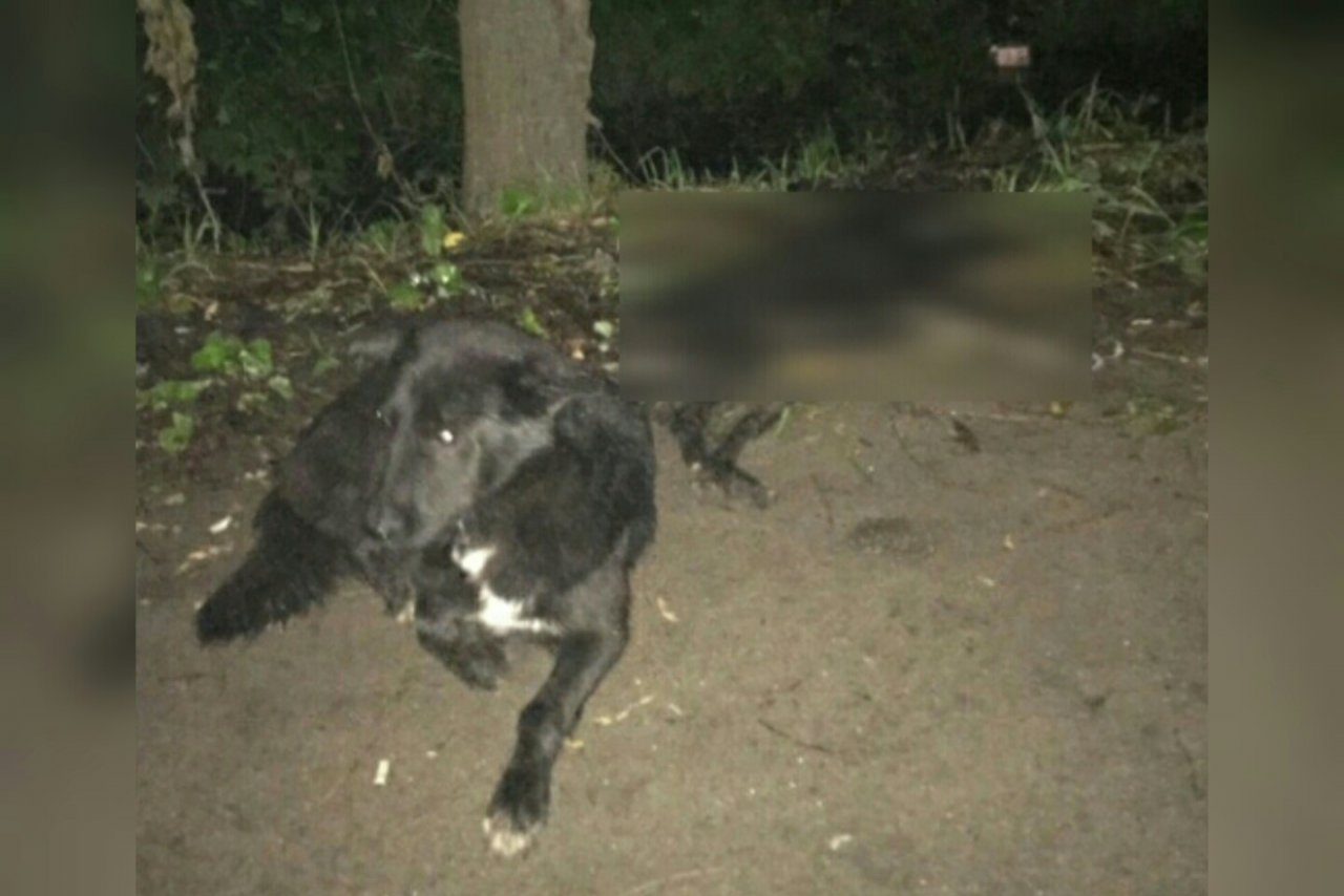 "Собака сидит там уже сутки": ярославцев просят хоронить сбитых на дороге псов