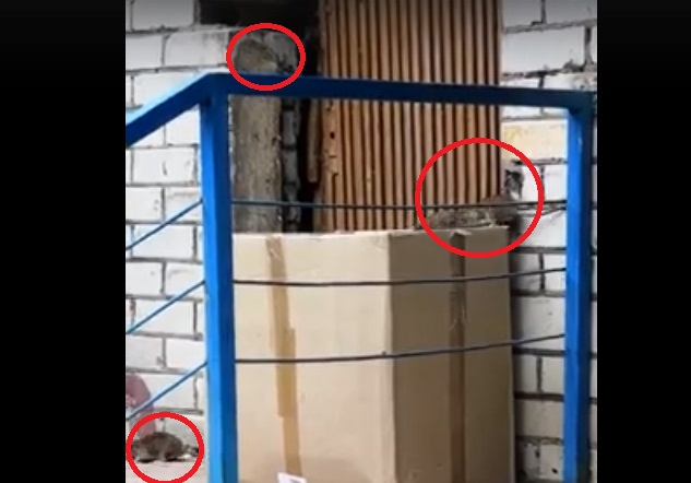 «Бегут в детский сад»: ярославцы сняли на видео крысиное логово