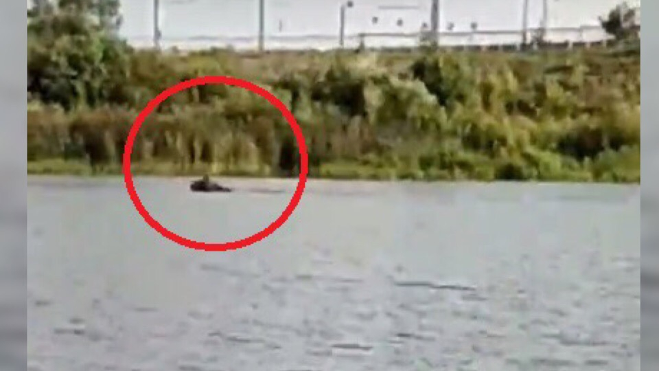 «Появился из ниоткуда»: лось переплыл реку в центре Ярославля