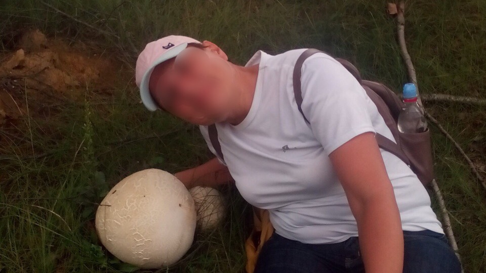 «Мутант размером с голову»: гриб-гигант нашли в Ярославле
