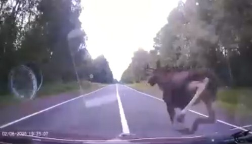 "Хапнул адреналина": водитель-виртуоз показал, как ушел от столкновения с лосем