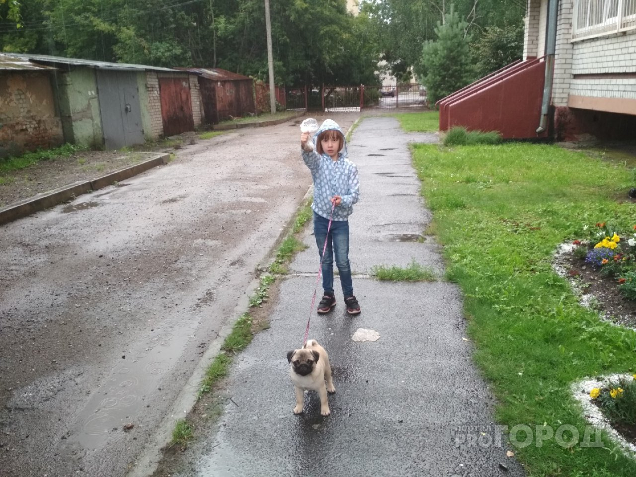 Убирать за собакой нельзя: как все владельцы псов в Ярославле оказались вне закона