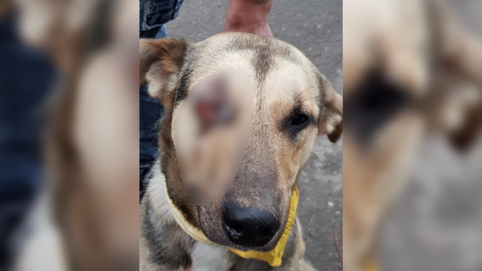 Пуля попала в глаз: лихач на джипе расстрелял бездомного пса под Ярославлем