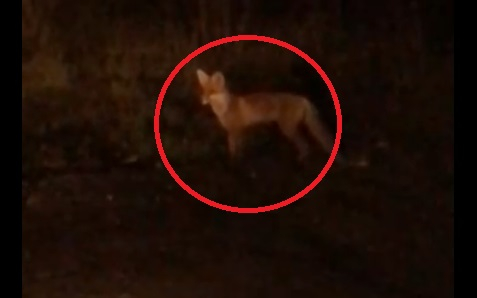 От голода кидаются под авто: Рыбинск атакуют дикие лисы