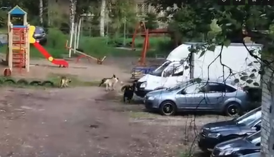 «Гулять с детьми страшно»: бездомные псы атакуют ярославцев