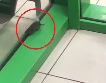 Безумные крысы кидаются на людей: видео с грызунами из продуктового магазина в Ярославле