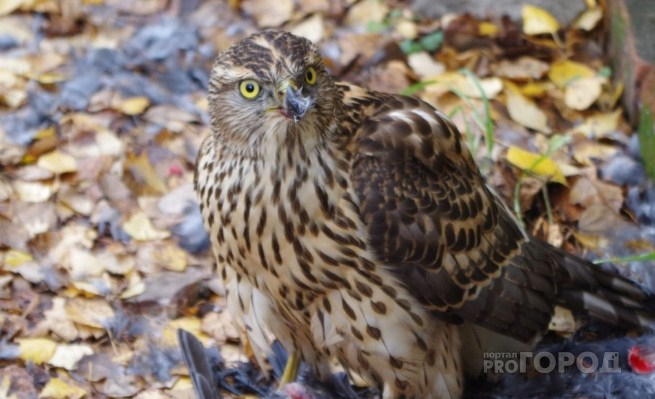 Хищную птицу заметили у детской площадки в Ярославле: видео