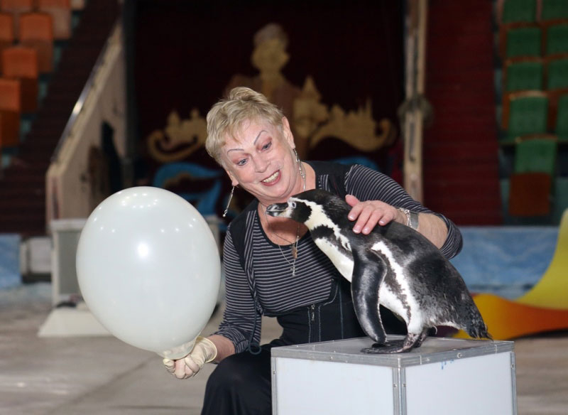 «Пингви-шоу «Ласта-Рика»: в цирке – шоу с морскими животными, кенгуру, иллюзионистами и старой доброй клоунадой