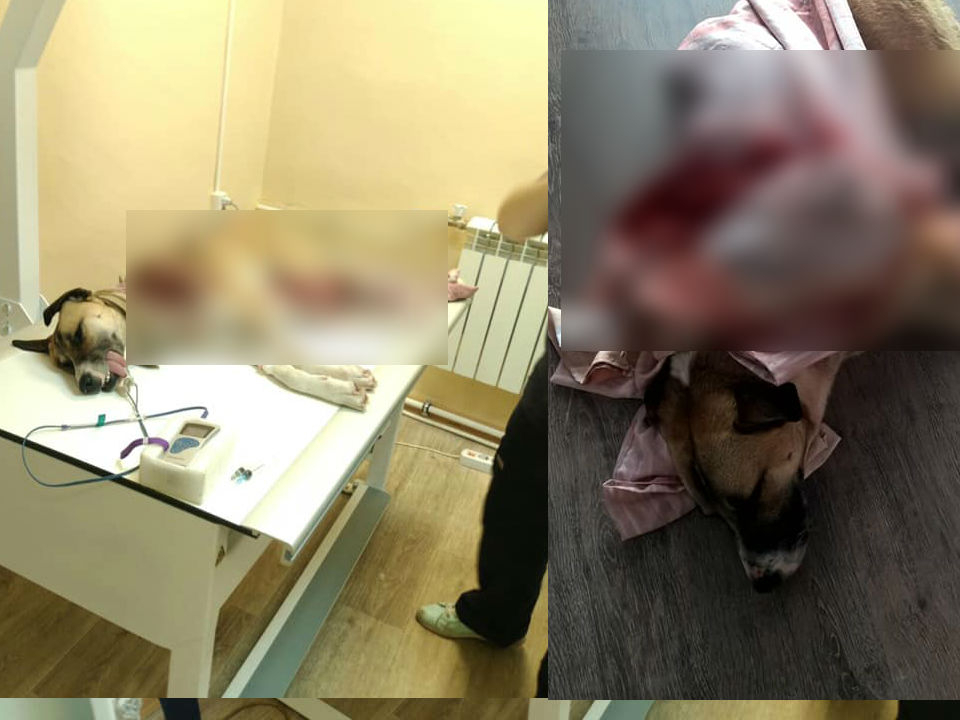 Нашли по кровавому следу: в Ярославле расстреляли собаку