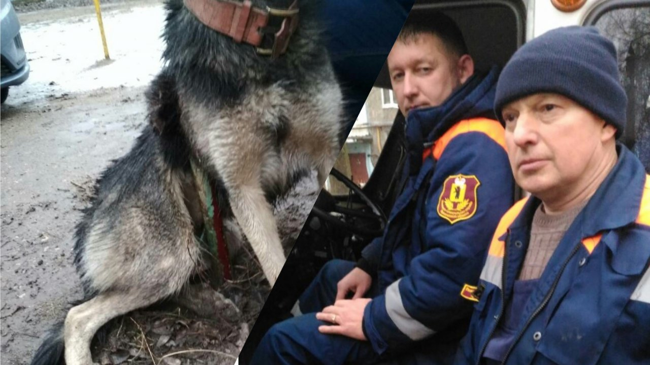 Накрутило на арматуру: история спасения бездомного пса в Ярославской области