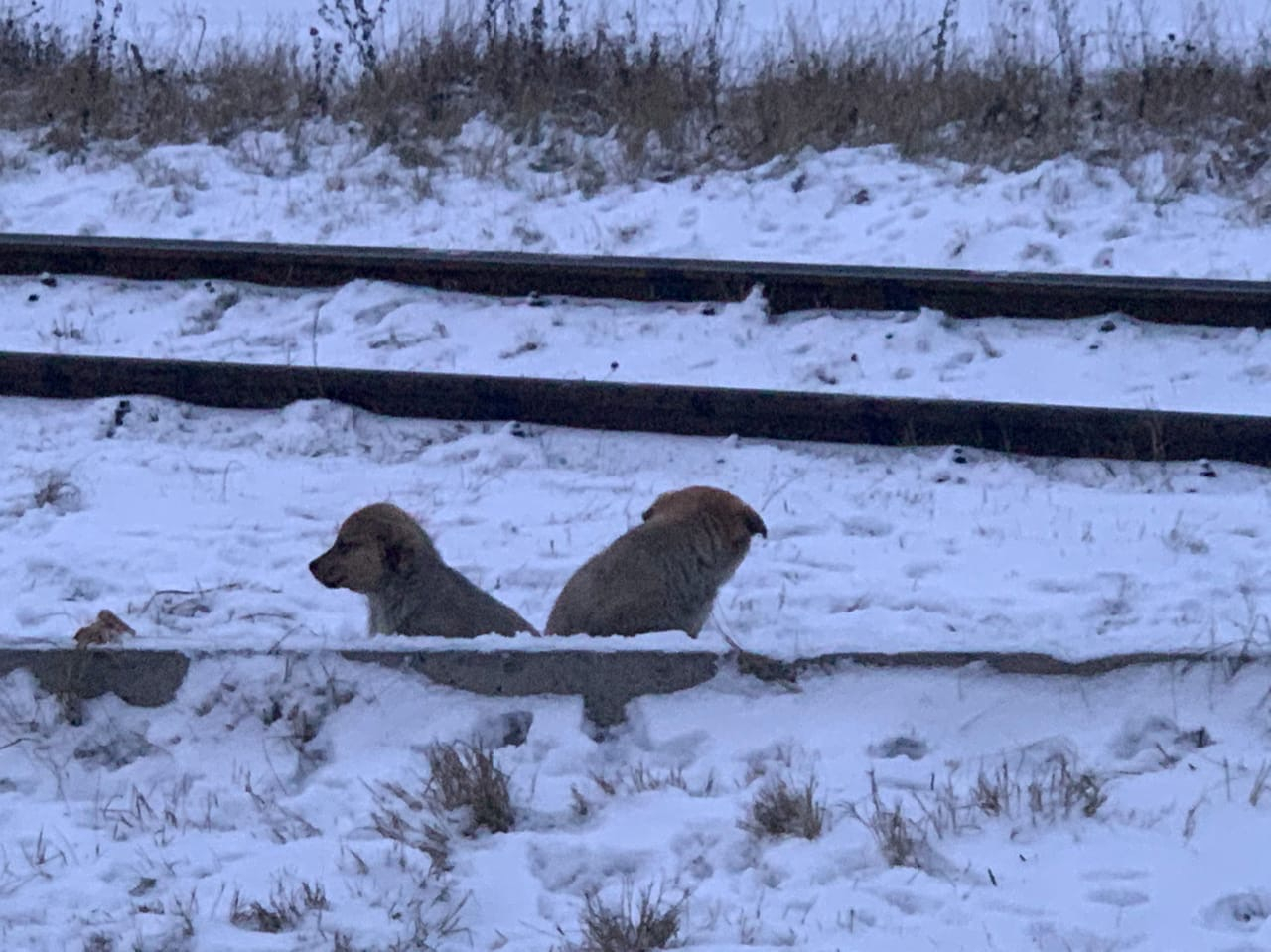 Умирают от холода: ярославна просит спасти замерзающих щенков