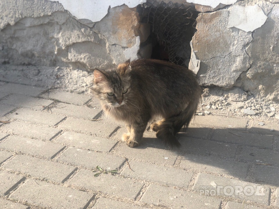 Смертельная угроза от питомца: бешенство нашли у кошки в Ярославской области