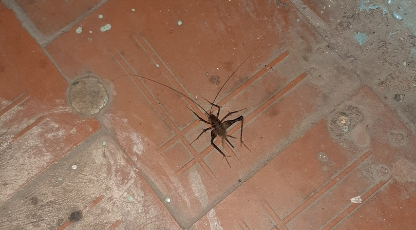 "Личинка Чужого": ярославцы нашли в своем доме страшное насекомое