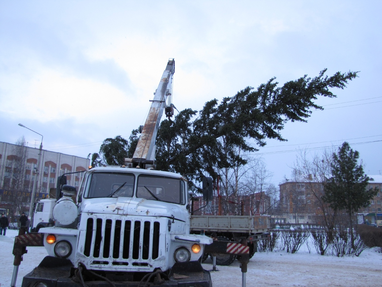Чиновники срубили полувековую ель ради новогодних гуляний в Ярославле