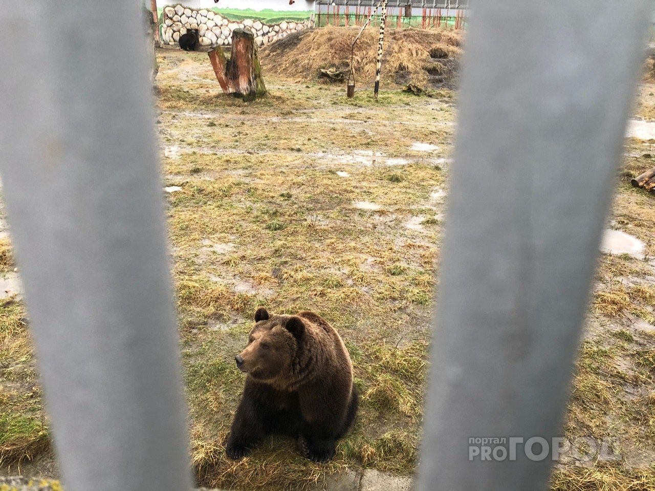 Медведи в Ярославле, новости Ярославля, природа в Ярославле