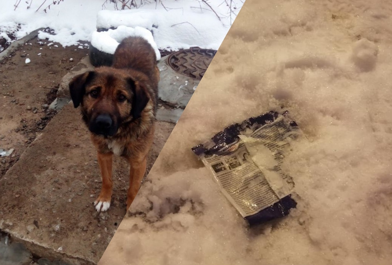 Догхантеры травят собак ядом: где в Ярославле рассыпана отрава