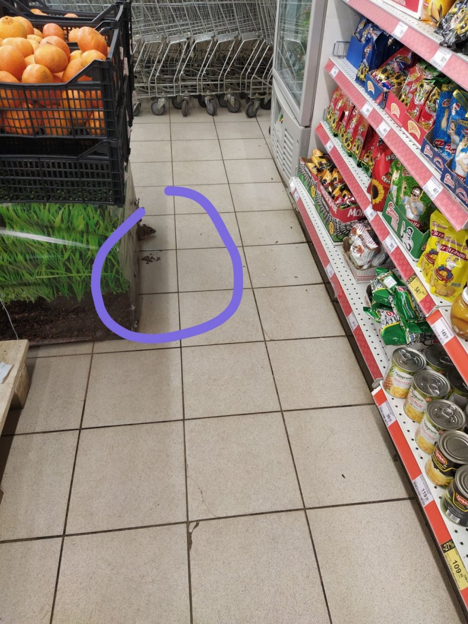"Выпрыгнула на меня из семечек": покупатели в шоке от засилия крыс в магазинах Ярославля