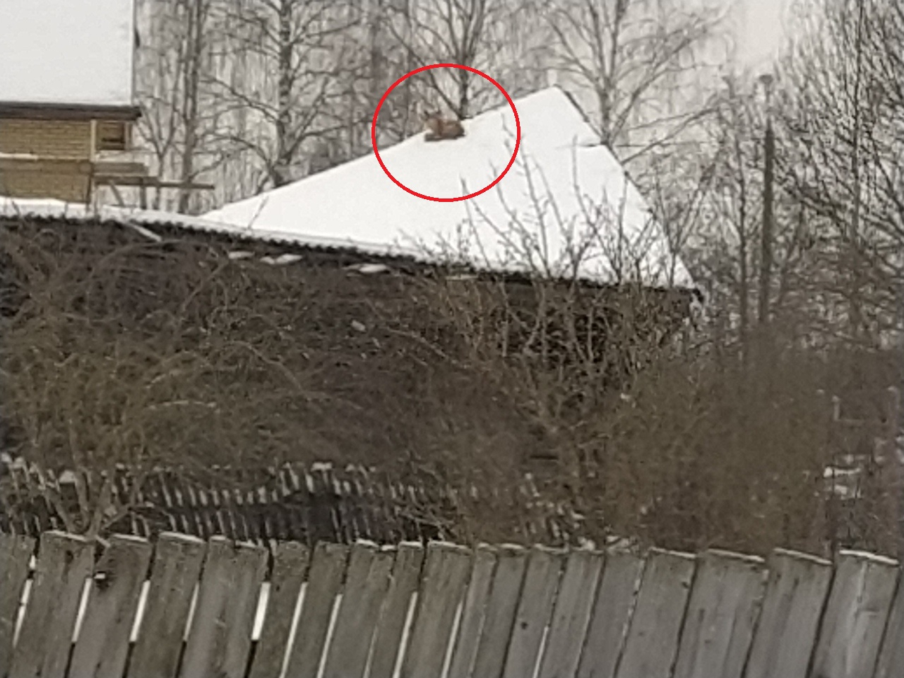 Хищный зверь на крыше: шок-видео из ярославской глубинки