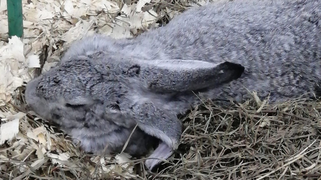 Из лапы струилась кровь: ярославна о жестком обращении с кроликом в контактном зоопарке
