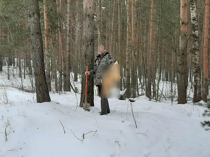 300 тысяч за дерево: власти штрафуют ярославцев после лесных рейдов