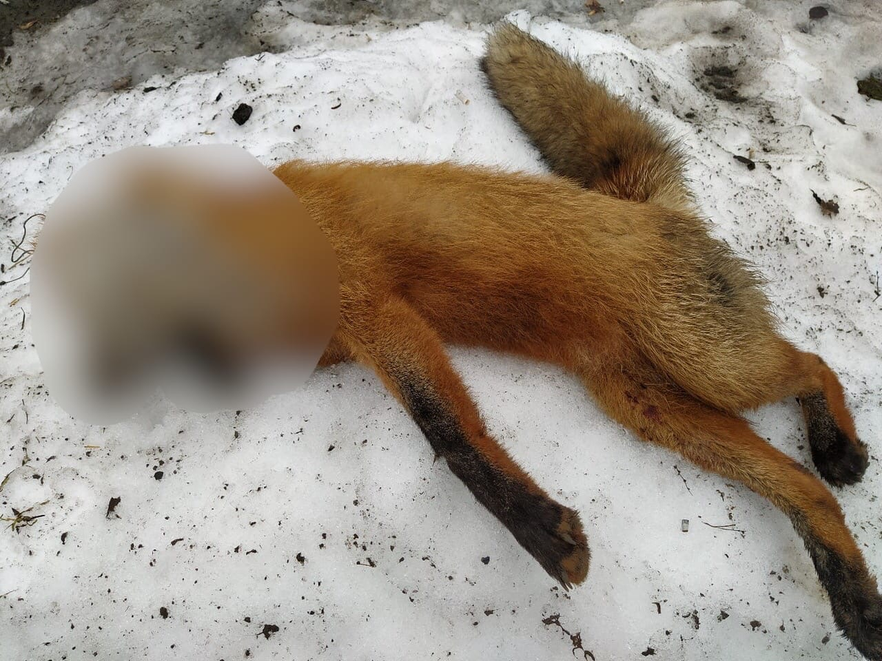 Душили голыми руками: под Ярославлем нашли труп лисы