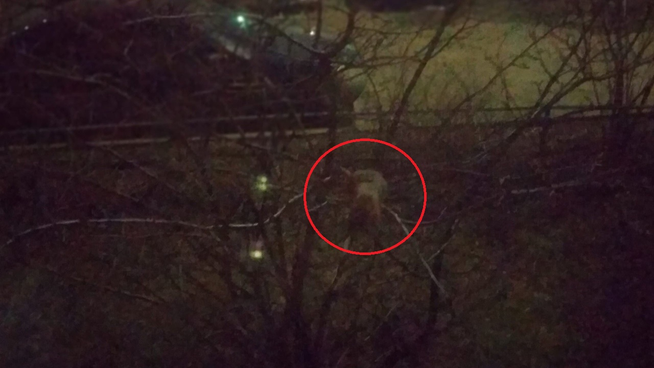 С деревьев прыгают в окна: ярославцев атакуют полчища крыс