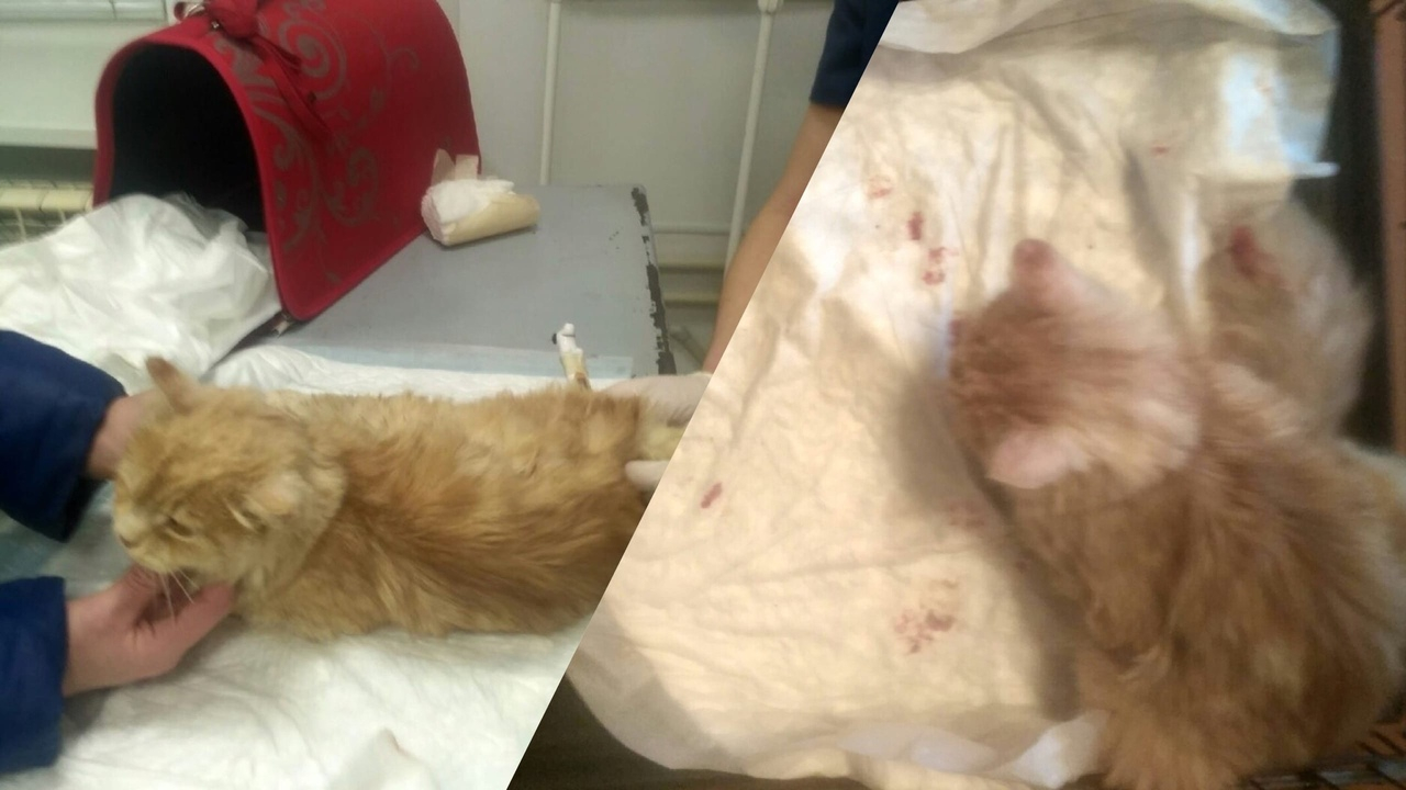 Полумертвый заполз в подъезд: живодеры жестоко издевались над котом в Ярославле