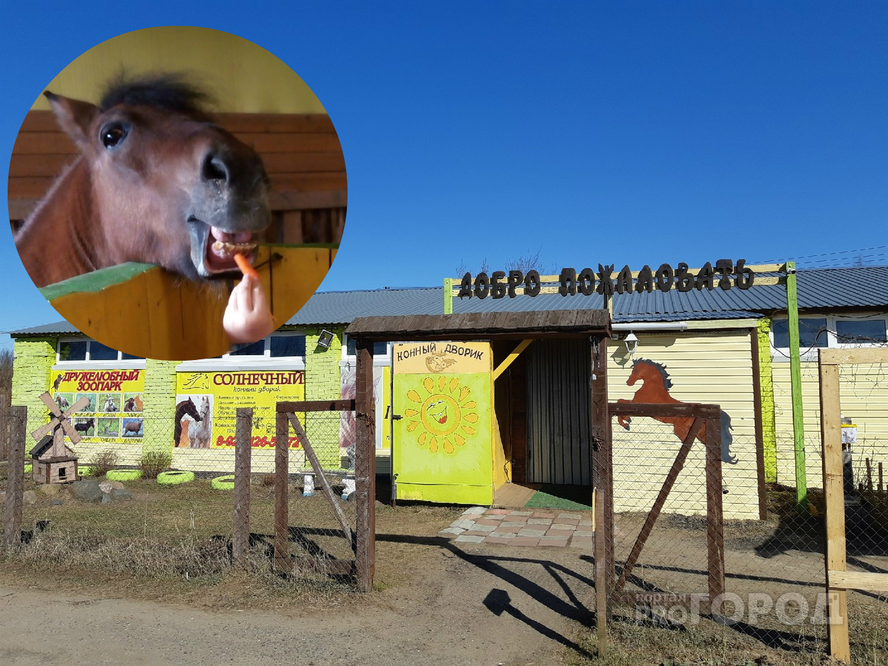 «Животным нечего есть»: популярная ярославская конюшня просит о помощи